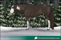 Horse Color:White Spotted Liver Chestnut