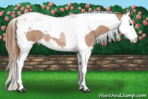 Horse Color:Red Roan Splash Tobiano 