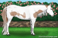 Horse Color:Red Roan Splash Tobiano 