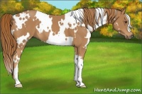 Horse Color:White Spotted Chestnut 