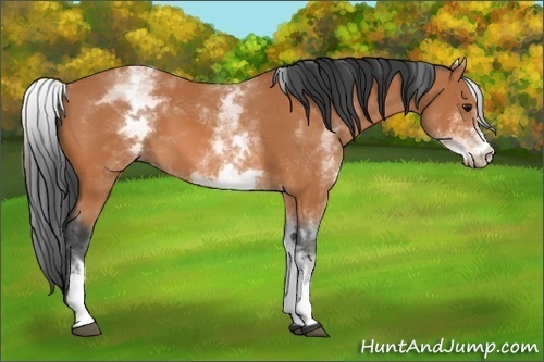 Horse Color:White Spotted Bay 