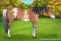 Horse Color:White Spotted Bay 