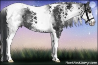 Horse Color:White Spotted Black Tobiano Rabicano