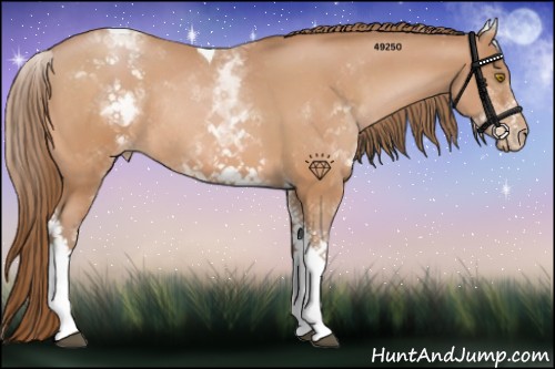 Horse Color:White Spotted Bay Pearl Tobiano Rabicano