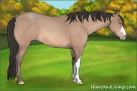 Horse Color:Amber Champagne 