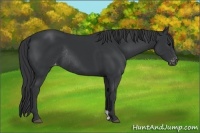 Horse Color:Black Appaloosa Rabicano 