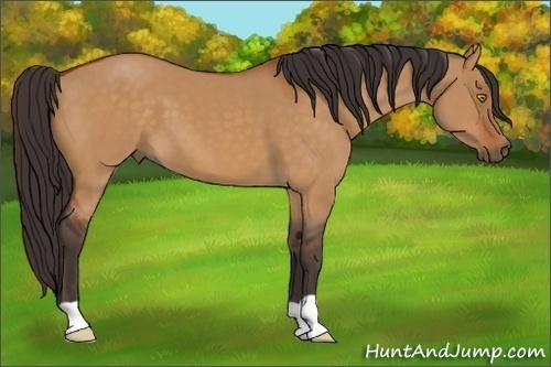 Horse Color:Buckskin Dun 