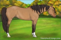 Horse Color:Buckskin Dun