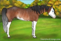 Horse Color:Bay Splash Rabicano 