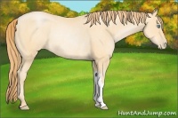 Horse Color:Buckskin Pearl Rabicano 