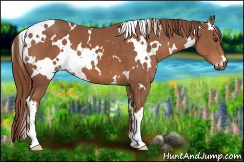 Horse Color:White Spotted Chestnut 