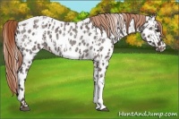 Horse Color:Liver Chestnut Appaloosa  and Liver Red Roan Appaloosa 