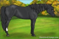 Horse Color:Black  and Black 