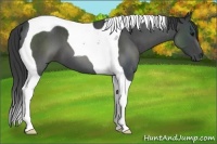 Horse Color:Blue Roan Tobiano