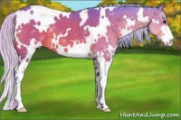Horse Color:Watercolor White Spotted Silver Brown Sabino 