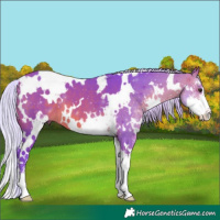 Horse Color:Watercolor White Spotted Silver Brown Sabino 