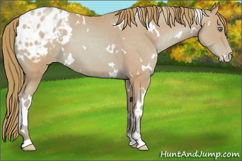 Horse Color:Watercolor White Spotted Smoky Black Pearl Sabino Appaloosa 