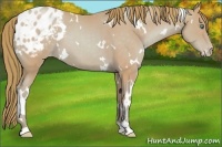 Horse Color:Watercolor White Spotted Smoky Black Pearl Sabino Varnish 