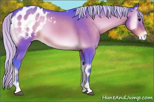 Horse Color:Watercolor Silver Brown Onyx Sabino Appaloosa 