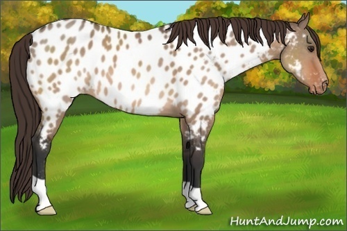 Horse Color:Brown Dun Appaloosa 