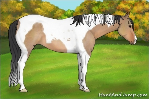 Horse Color:Bay Dun Tobiano 