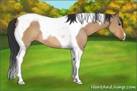 Horse Color:Bay Dun Tobiano 