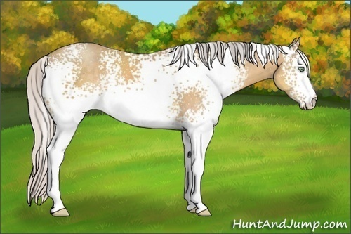 Horse Color:White Spotted Silver Sable Cream Champagne 