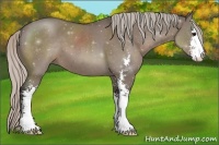 Horse Color:Silver Grullo Sabino 