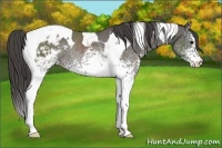 Horse Color:White Spotted Grullo Tobiano Varnish Rabicano 