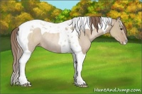 Horse Color:Grullo Pearl Tobiano Rabicano 