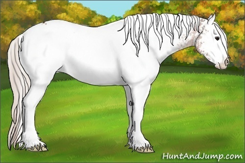 Horse Color:White Spotted Silver Bay 