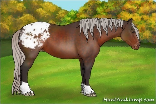 Horse Color:Silver Brown Appaloosa