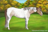 Horse Color:Black Pearl Tobiano 
