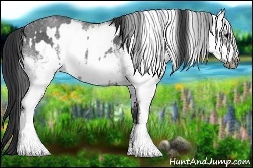 Horse Color:White Spotted Blue Roan Rabicano  and White Spotted Blue Roan Frame Rabicano 