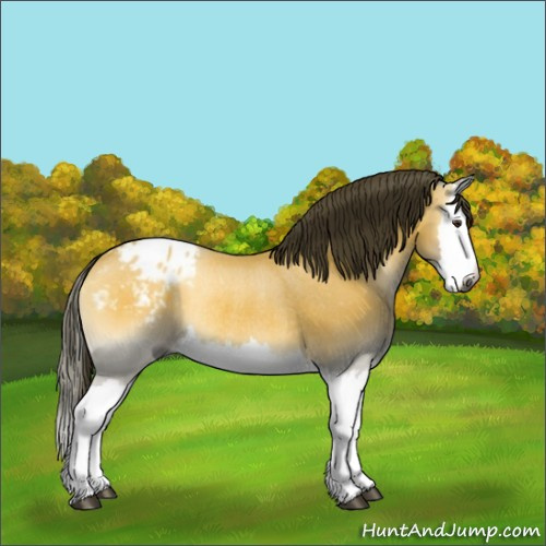 Horse Color:Gray Buckskin Onyx Splash Blanket Rabicano 