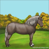 Horse Color:Silver Black Rabicano 