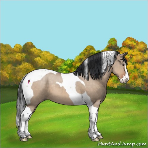 Horse Color:Bay Dun Splash Tobiano