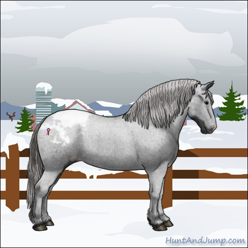 Horse Color:Black Appaloosa 