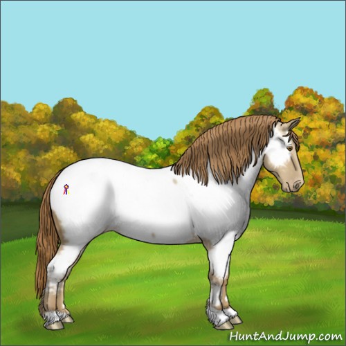 Horse Color:Classic Cream Champagne Dun Appaloosa 