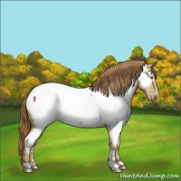 Horse Color:Classic Cream Champagne Dun Appaloosa 