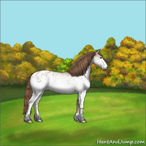 Horse Color:White Spotted Liver Red Dun Appaloosa 