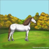 Horse Color:White Spotted Liver Red Dun Blanket 