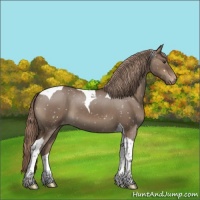Horse Color:Liver Red Dun Tobiano Appaloosa 
