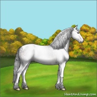 Horse Color:Gray Brown Tobiano