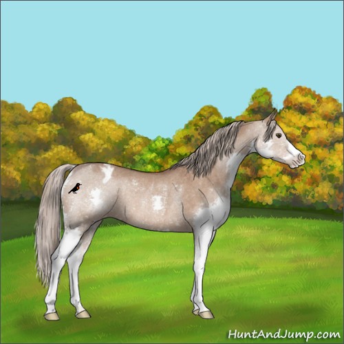 Horse Color:Liver Red Dun Splash Appaloosa Rabicano
