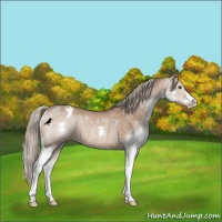 Horse Color:Liver Red Dun Splash Varnish Rabicano 
