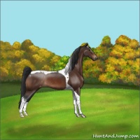 Horse Color:Brown Tobiano Appaloosa Rabicano