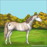 Horse Color:Red Dun Splash Rabicano