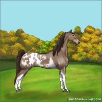 Horse Color:Liver Red Dun Tobiano Appaloosa Rabicano