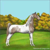 Horse Color:Liver Red Dun Tobiano Appaloosa Rabicano